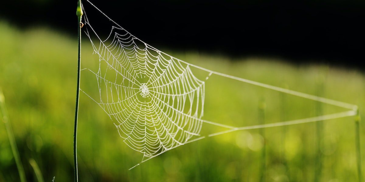 The Amazing Spider Silk