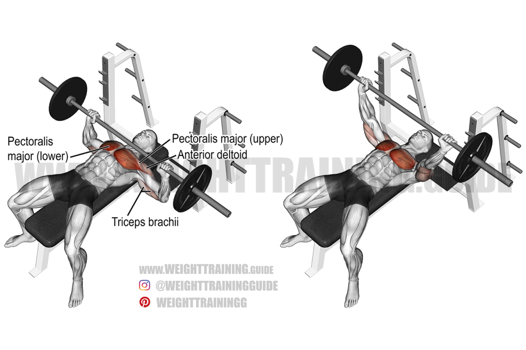 Muscles activated during the bench press: triceps brachii, pectoralis major, anterior deltoid