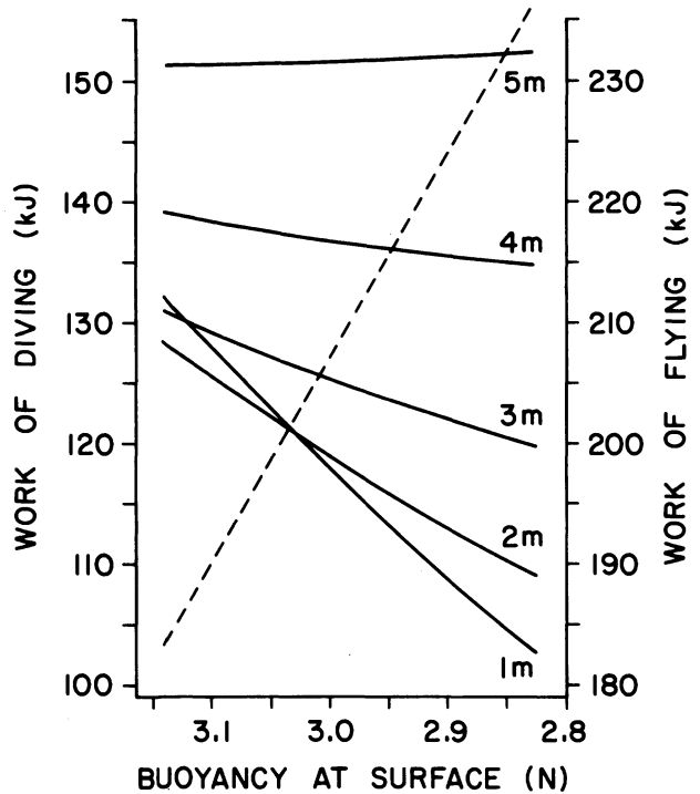 Diagram showing the daily energy cost of diving and flying for ducks as a function of the buoyancy at surface