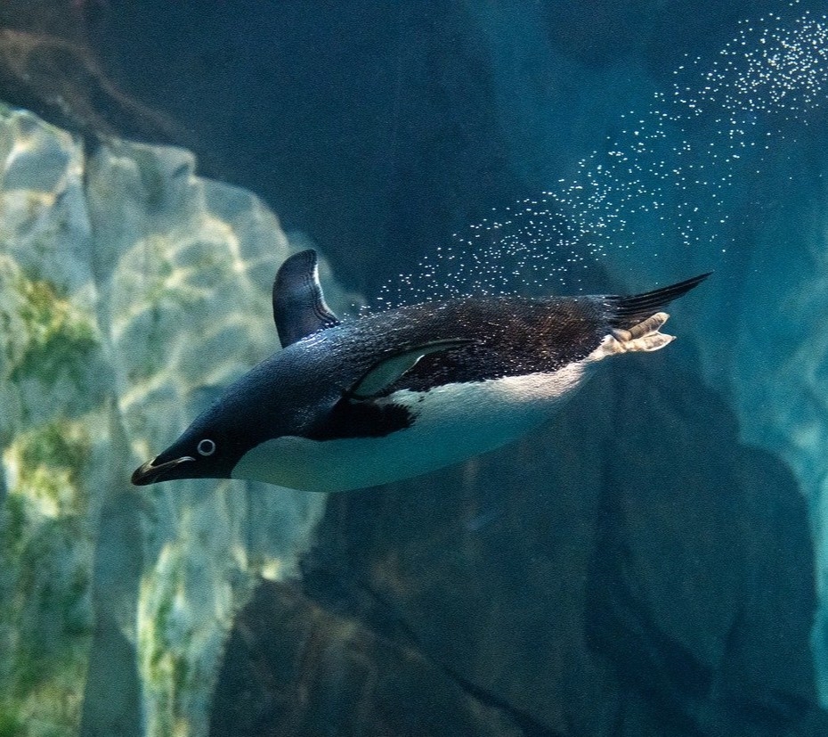 A penguin diving to the bottom of the sea