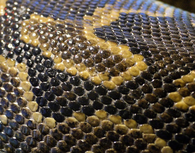 Close-up of snakeskin showing the layout of scales along the body of a snake.