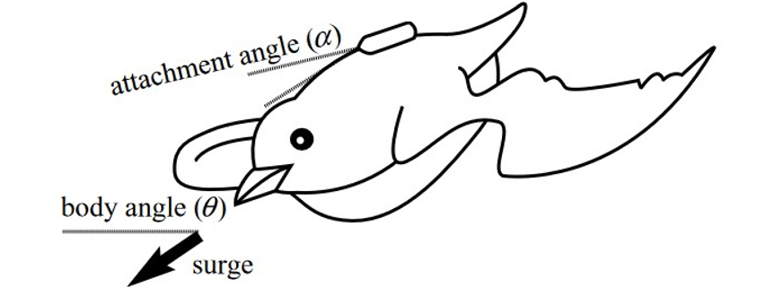 Schematic of a seabird highlighting surge, the force parallel to the seabird body trunk