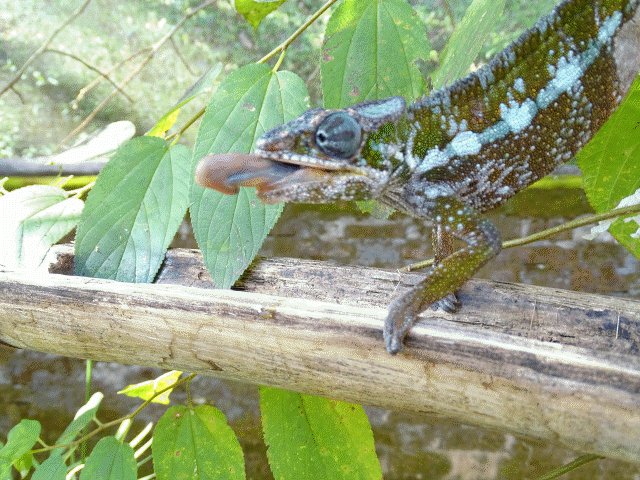 Short video of green and blue striped chameleon. It is sitting on a branch and extending its pink tongue quickly