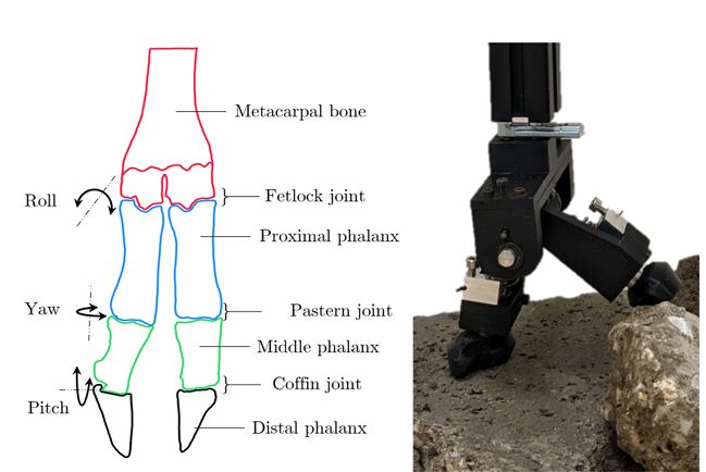 Labeled anatomy of a goat hoof demonstrating its ability to roll, pitch, and yaw, and highlighting its V-shape. 