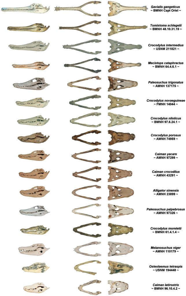 16 jaws of different crocodile species in a side and top view.