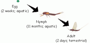 mayfly life cycle Maryland DNR