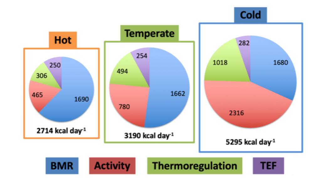 Energy Allocation