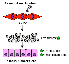 webpage-exosomal-chemoresistance-figure