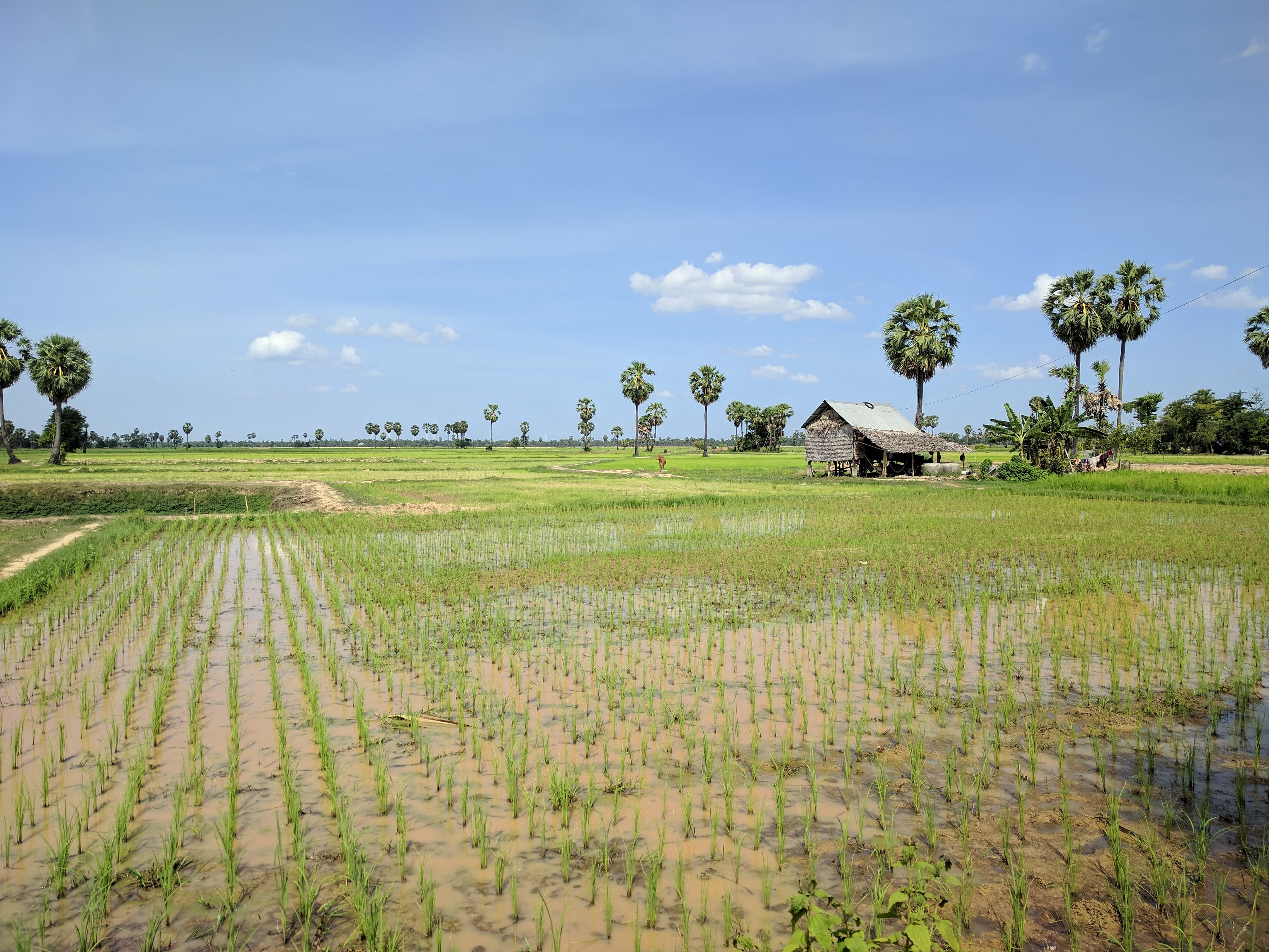 Green rice fields in the Pursat province of Cambodia.