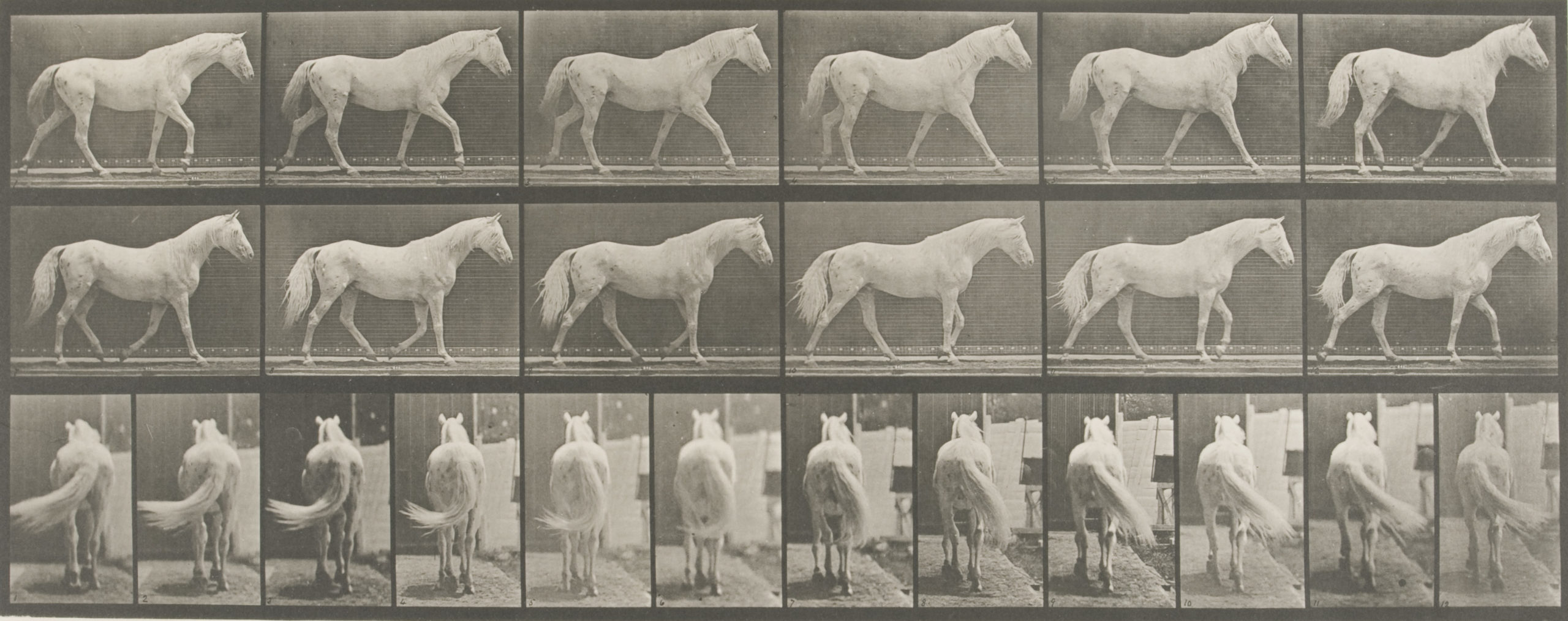 Photograph of a horse from various angles 