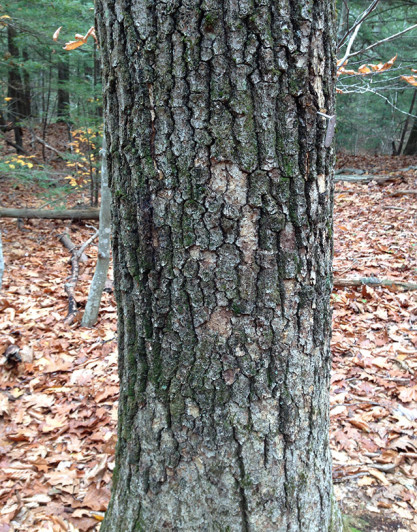 Black oak bark. Photo: N. Pederson