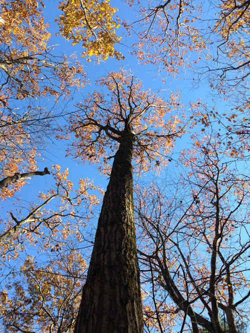 Canopy dominant red oak. Photo: N. Pederson