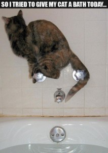 Cat_tub