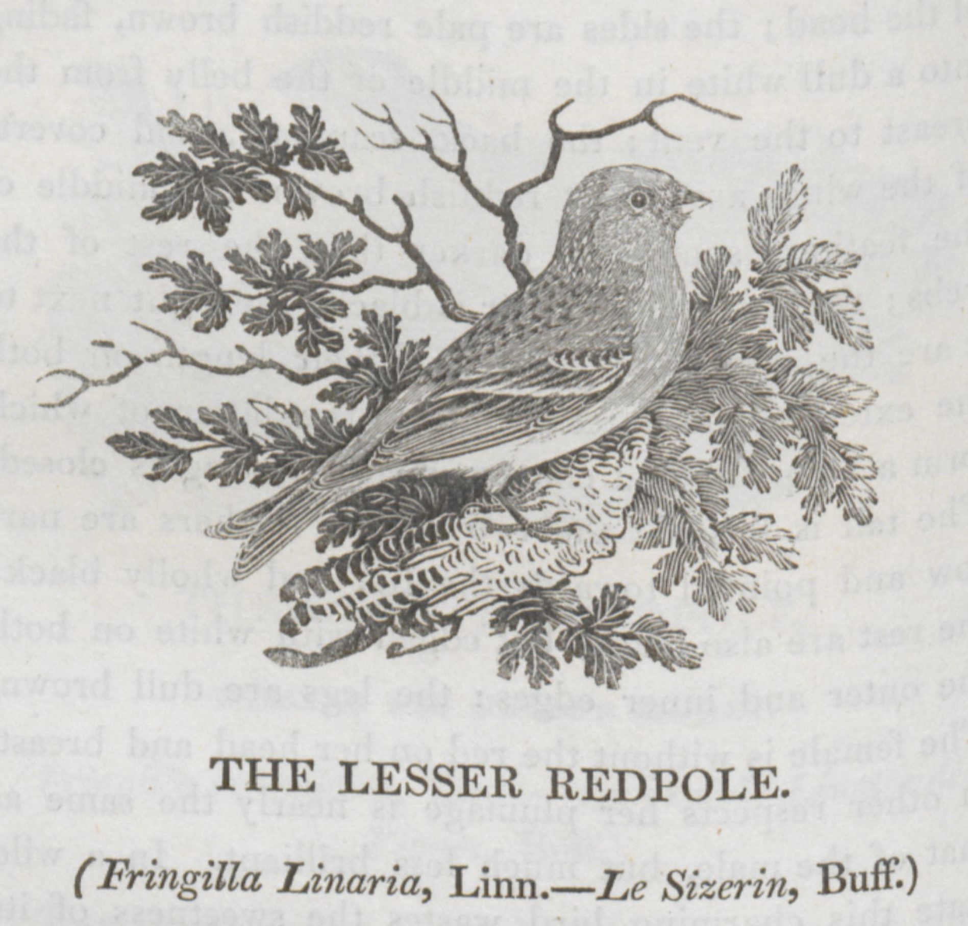 Winged Wonders: Meet The Birds That Live Without Legs - 98u5924