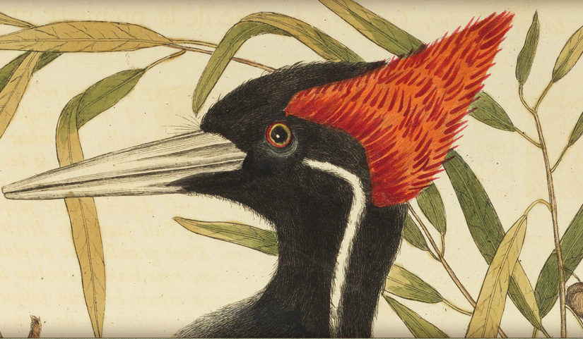 Spotlight Exhibit: Birds! Winged Wonders in Naturalists’ Eyes