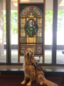 photo of service dog named Paddy