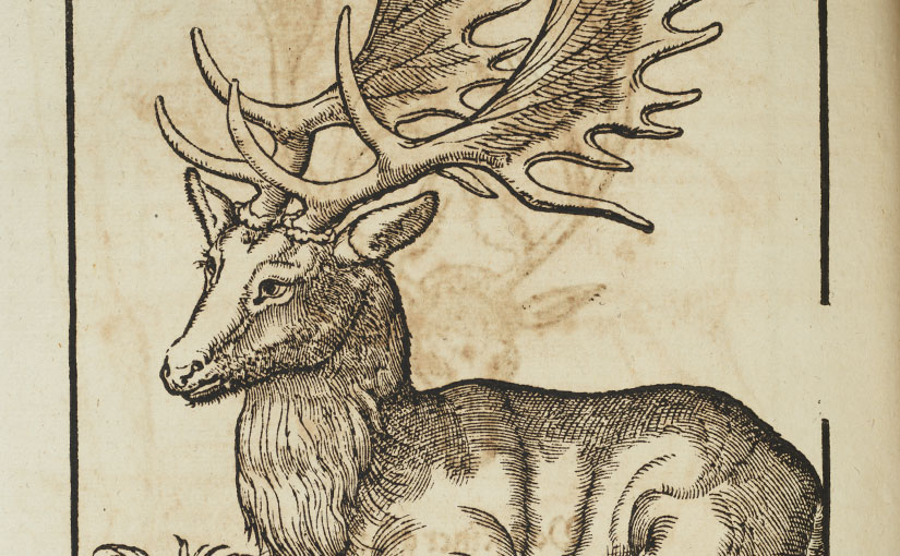 Color Our Collections: Conrad Gessner’s “Animal Book”
