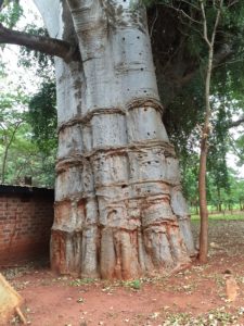 Baobab tree- Mbuyu