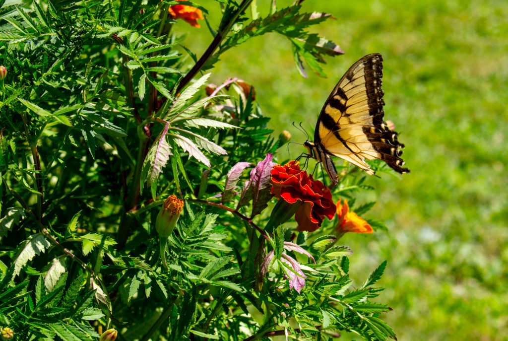 Leslie Lestinsky garden, fall marigolds and swallowtail. Photo by: Leslie Lestinsky