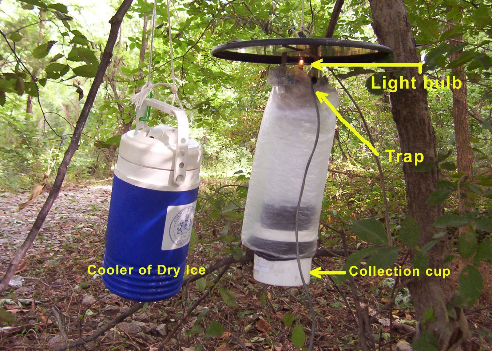 CO2 traps that are currently used attract female mosquitoes when they are searching for a blood meal. Dry ice is CO2 in solid form as it warms up it turns directly into a gas and leaks out of the cooler. This attracts the mosquitoes that are looking for the breath of an animal. Once they come in close they see the light and are attracted towards in (we call this positive phototaxis). A fan then sucks the mosquito into the collection cup where it is unable to escape. My trap would work in a similar method except I would be using the chemicals found in their favorite plants instead of CO2. 