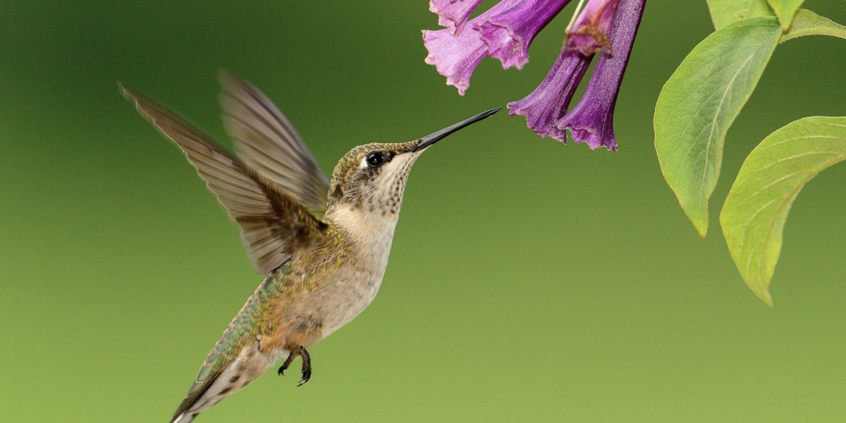 How do Hummingbirds and Nectar Bats Hover?