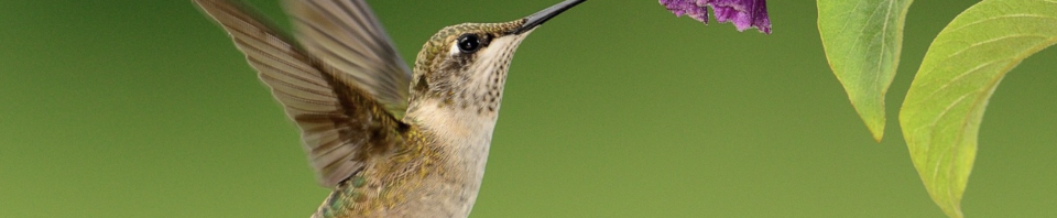 How do Hummingbirds and Nectar Bats Hover?
