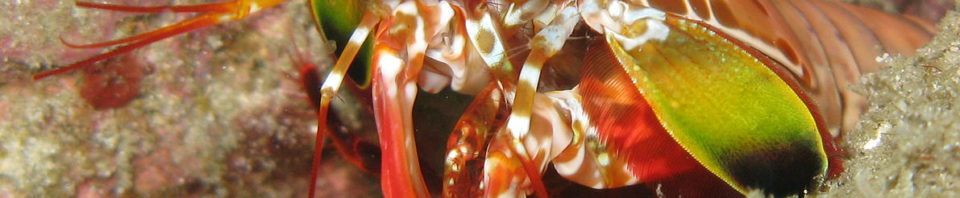 How the Mantis Shrimp Packs its Punch