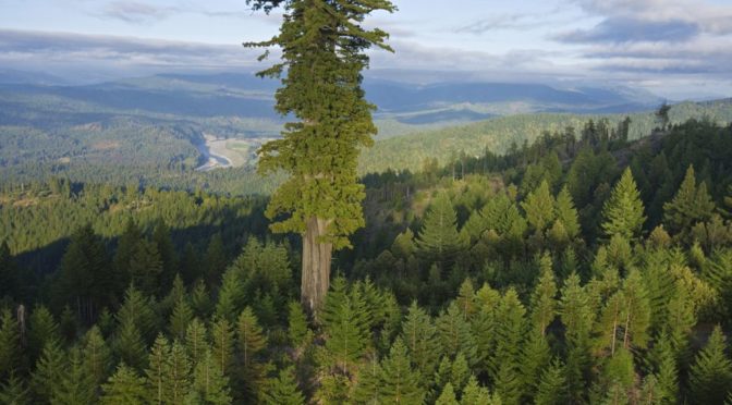 What Makes and Breaks the World’s Tallest Trees