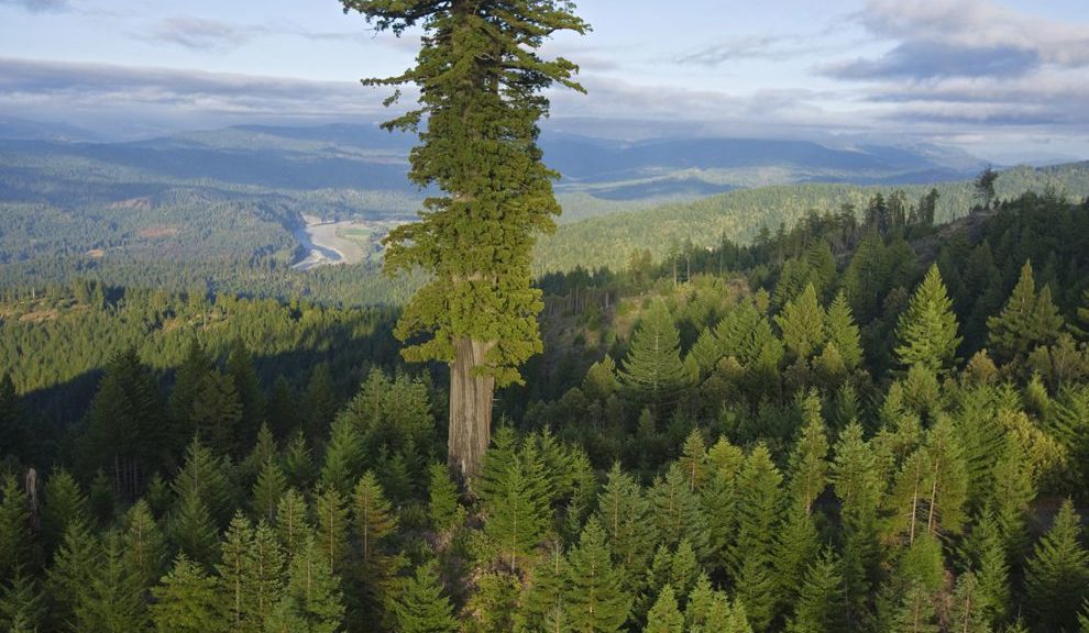 An image of Hyperion, the worlds tallest tree, rising hundreds of feet above its neighbors
