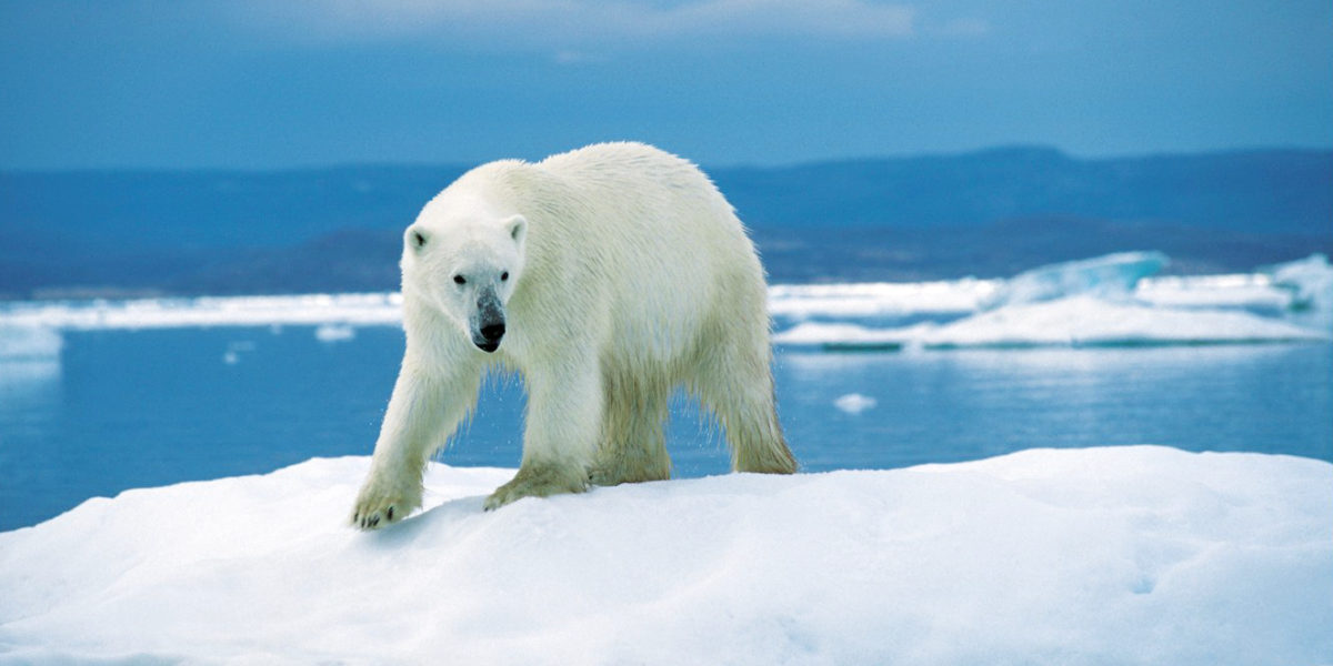 A polar bear walking on ice in the Artctic.