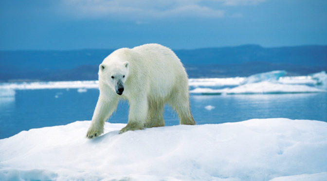 Down to the Bear Bones: How Polar Bears evolved from Grizzlies to hunt in the Arctic