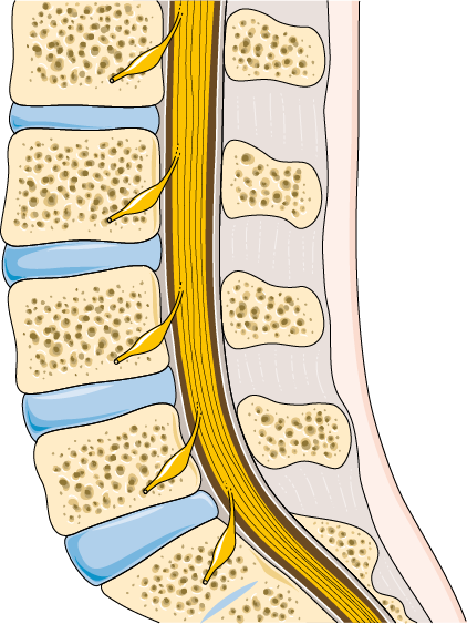 Computer generated image of a healthy lumbar spine