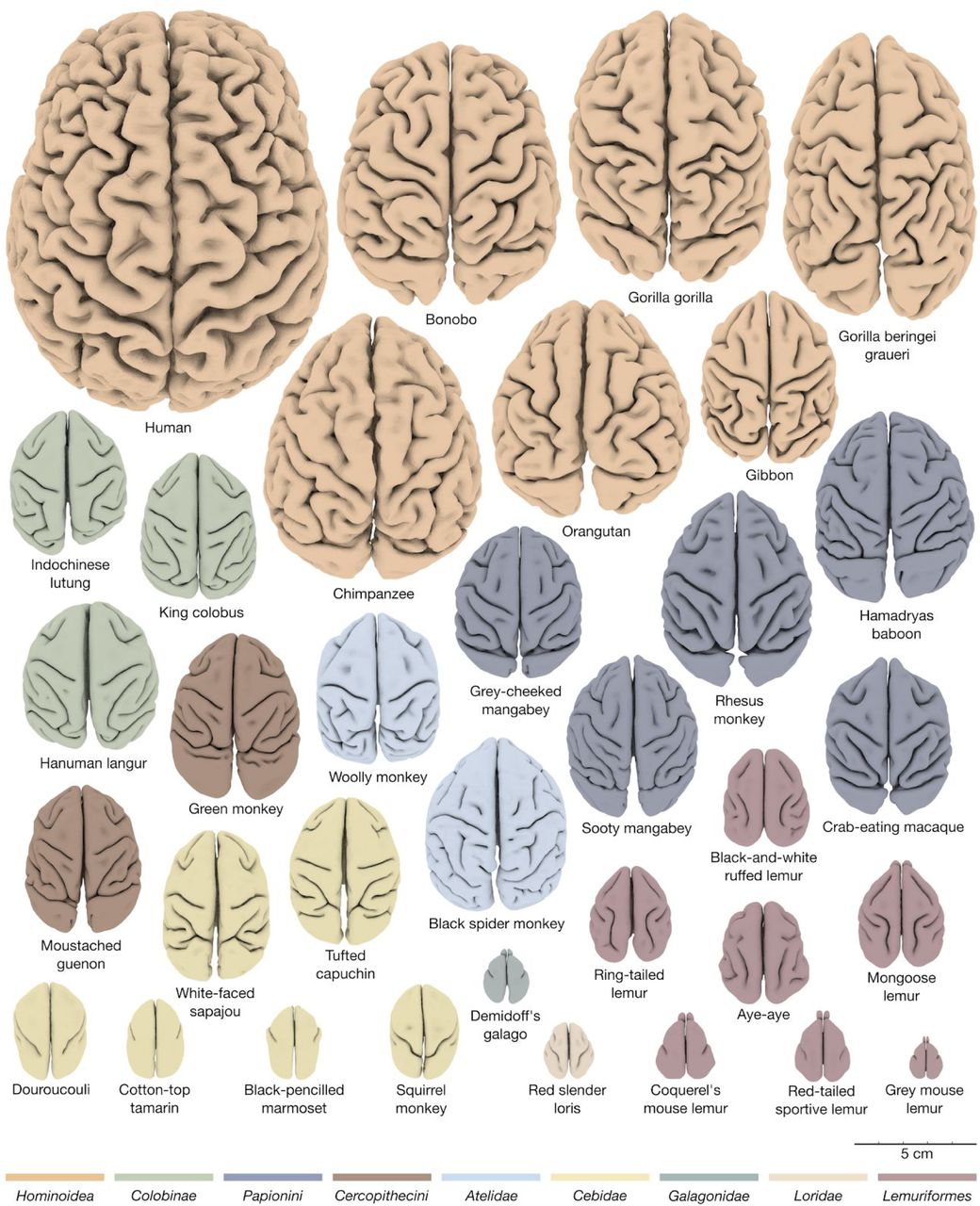 The Mystery Behind the ‘Folded’ Brain | Biomechanics in the Wild