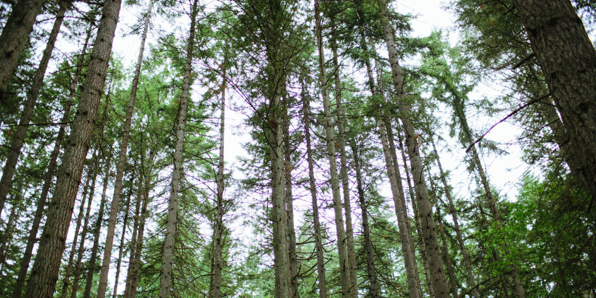What Makes and Breaks the World’s Tallest Trees