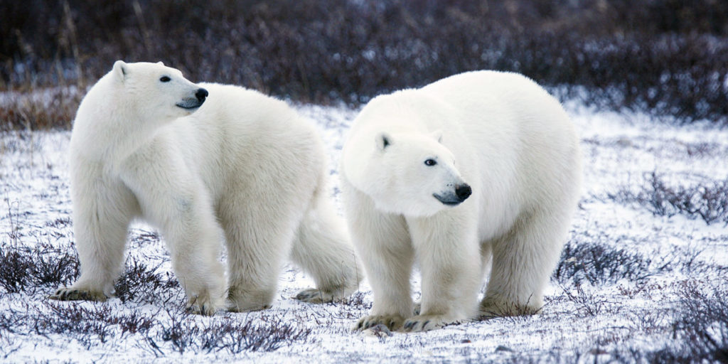 Down to the Bear Bones: How Polar Bears evolved from Grizzlies to hunt ...