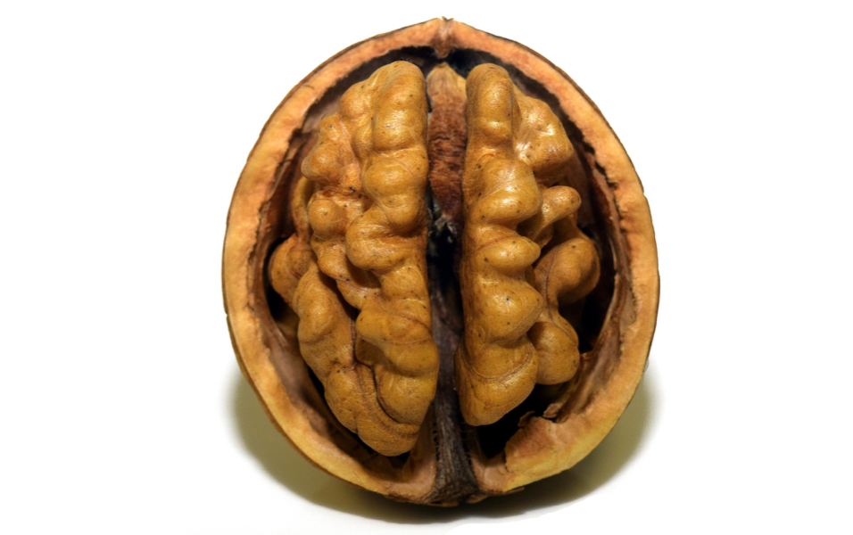 The Mystery Behind the ‘Folded’ Brain