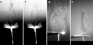Dandelion seeds and silicon disks in wind tunnel