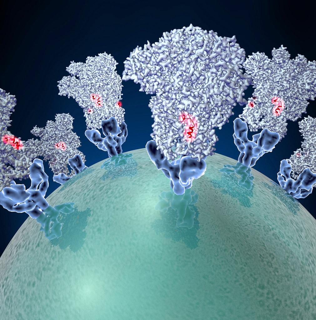 Detailing of S spike Proteins on Coronavirus Molecule