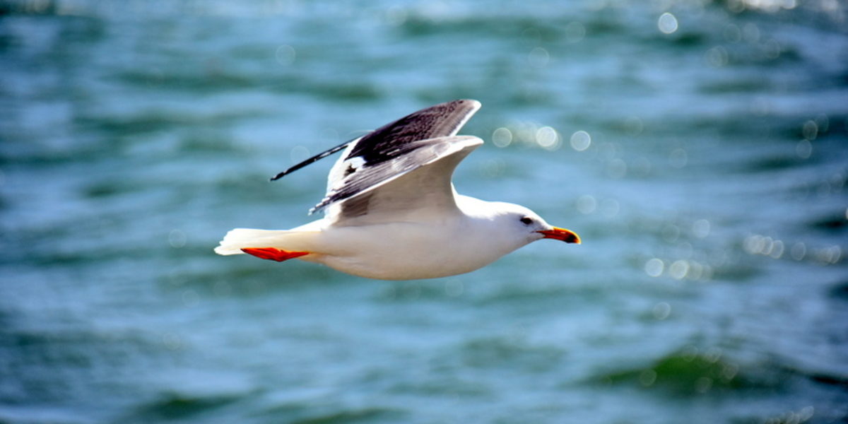 How Do Birds Learn To Fly? The Answer May Surprise You