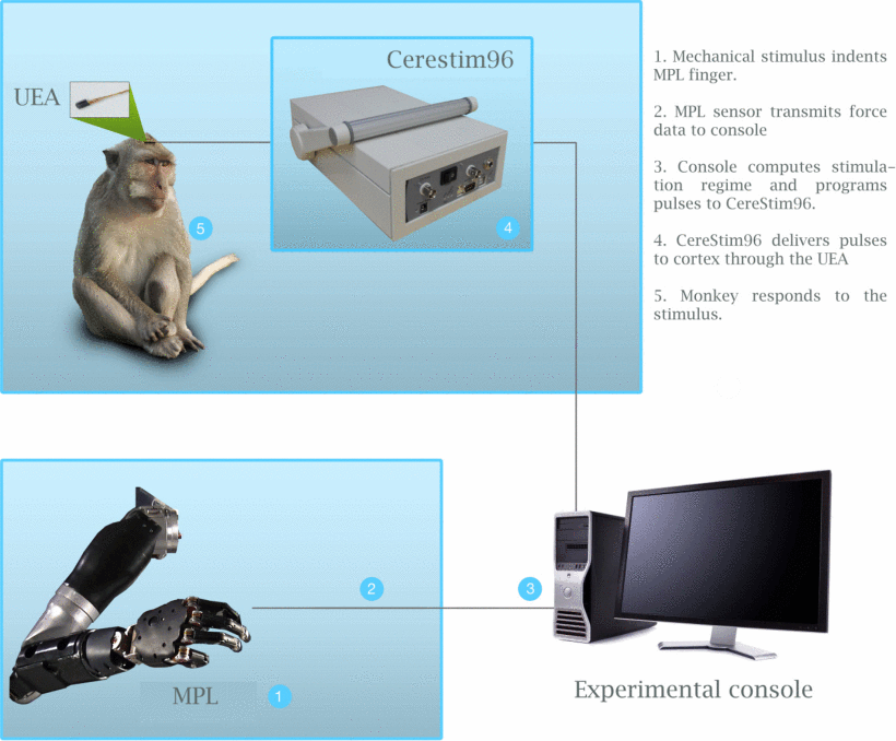 Shows a diagram of a somatosensory prosthesis transmitting percept to monkey. The prosthesis receives mechanical stimulus and then sends force data to a console. The console then delivers pulses to the cortex via a machine and microelectrode array. Finally, the monkey responds to the stimulus.