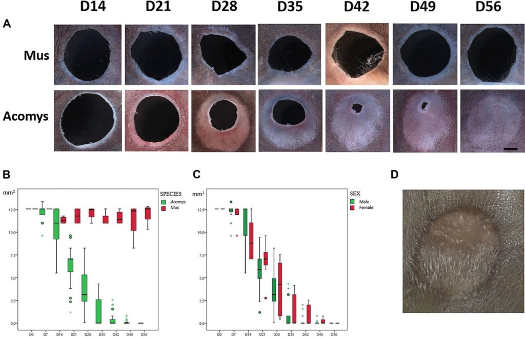 An experiment was performed on both an African spiny mouse (Acomys) and another genus of rodents comparable to a house mouse (Mus) by making 4mm punctures in each species' ears. The size of the puncture was then observed over the following days showing that Acomys completely healed the ear puncture after 56 days while the size of the ear puncture in Mus remained relatively the same size showing no regeneration.