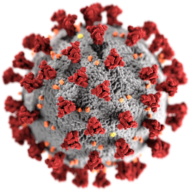 Image of SARS-CoV-2 with red spike protein protruding from the spherical coronavirus. 