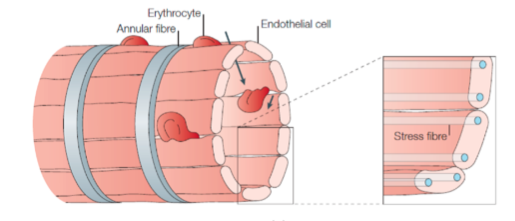 Image of blood cells squeezing through cell walls. Imagine a trying to push a pillow through a narrow opening. The blood cells (pillow) deform to pass through.