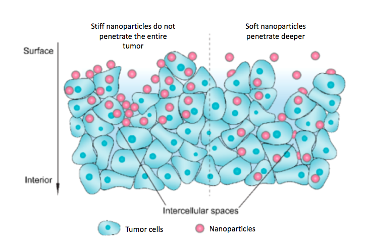 Image of NPs traveling into a tumor.