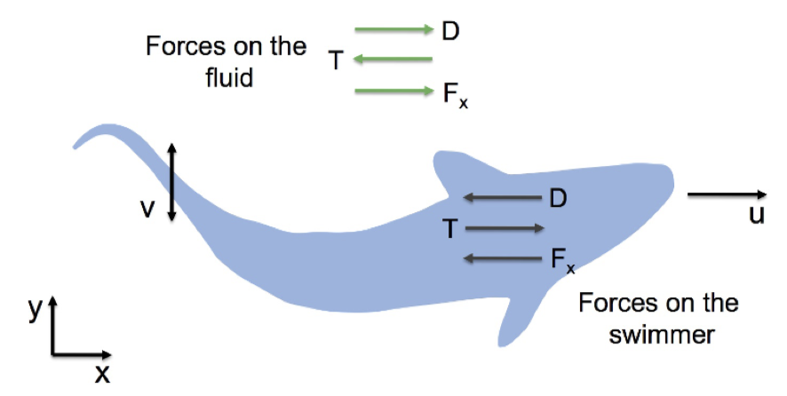 Force Diagram, showing that the same forces that the swimming mammal applies to water are applied back on it. Allows observation of max speed to determine these forces.