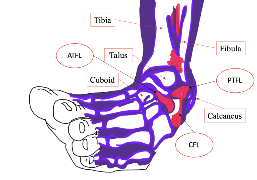 Ankle instability, The ankle, Biomechanical problems, What We Treat