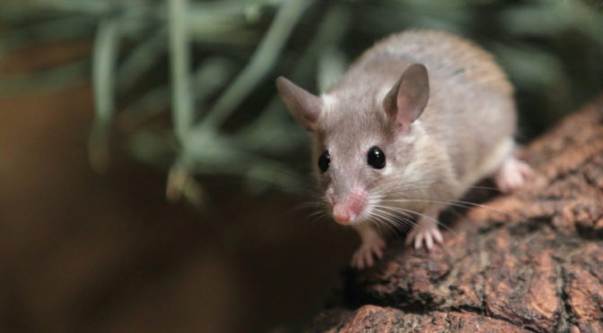 How Mice Could Help You Regenerate a Lost Limb