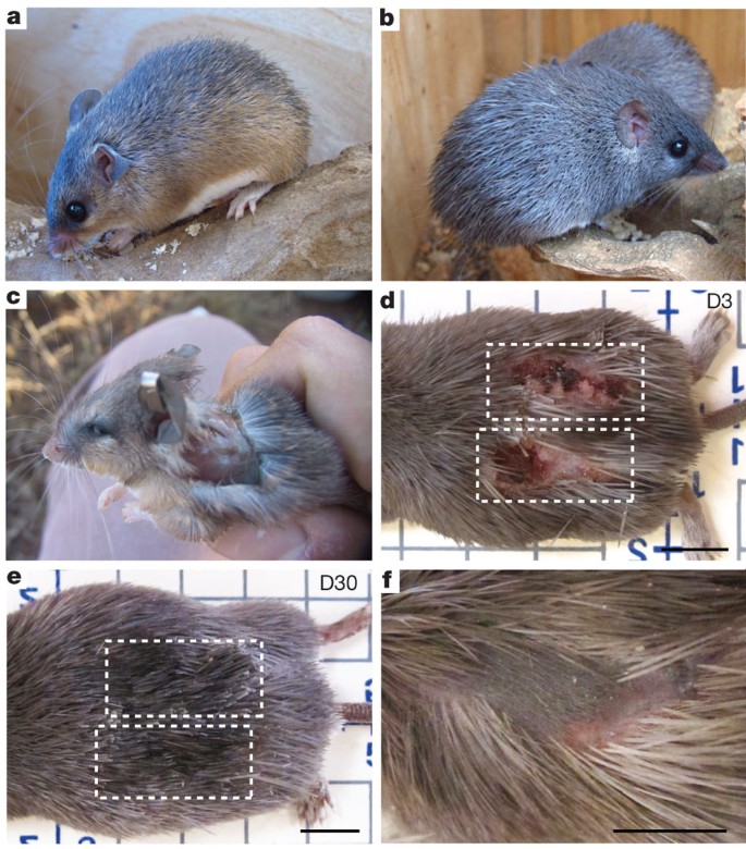 African spiny mice in a research lab have spiny hair shown in (a) and (b). A skin wound was administered to a mouse in (c). Scabbing has occurred over the full injury as seen in (d) by Day 3. By Day 30, the original wound has healed and new hair follicles have been regenerated as seen in (e) and (f).