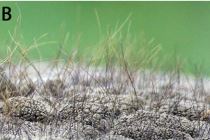 Close up of African Elephant hair. The hair is not very dense and very thin. 