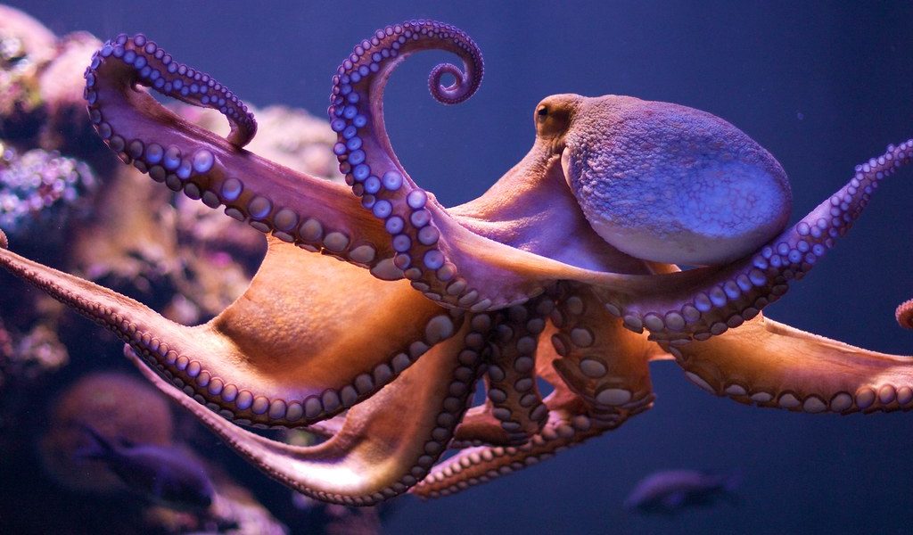 Nine Brains Are Better Than One: An Octopus’ Nervous System